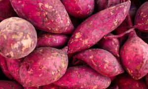 Batata-Doce de Presidente Prudente Rumo à Indicação Geográfica