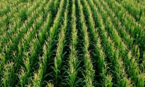 Milho em Alta: Tendências e Perspectivas de Valorização