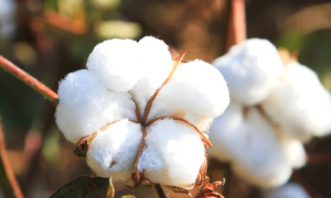 Chuva atrasa semeadura do algodão em MT, indica Ime