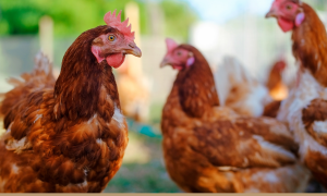 Frango: Perspectivas de Crescimento para o Setor em 2025