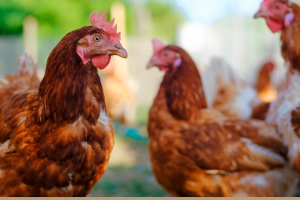 Frango: Perspectivas de Crescimento para o Setor em 2025