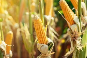 Chicago: Preços do milho sobem após divulgação de relatório do USDA