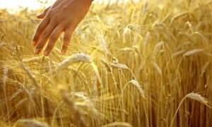 Mercado de Trigo no Sul do Brasil: Um Panorama de Lentidão