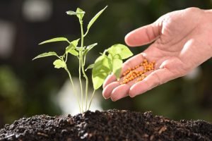 Nanofertilizantes: A Revolução Sustentável na Agricultura