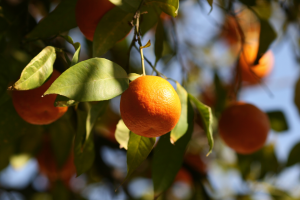 Estoques de Suco de Laranja Podem se Esgotar até o Final de 2024/25