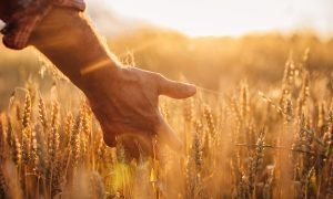 Preços do trigo mantêm tendência de queda no Brasil, aponta análise semanal