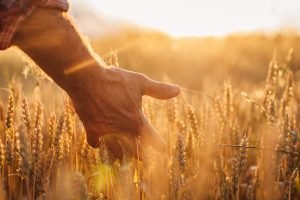 Preços do trigo mantêm tendência de queda no Brasil, aponta análise semanal