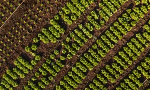 Lançamento da Riac reforça o papel do Brasil na liderança global em agricultura regenerativa.