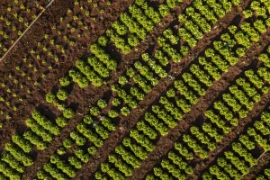 Pesquisadores e produtores rurais participam de projeto de agricultura regenerativa no Brasil
