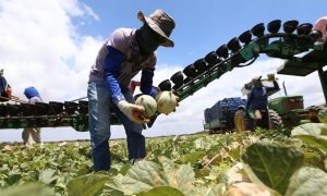 Agropecuária foi o setor com maior crescimento no PIB do Ceará em 2025.