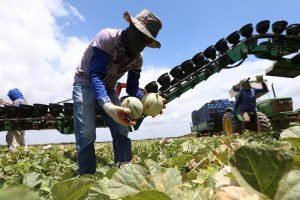 Plantação de melões simbolizando o agro em alta Ceará em 2025