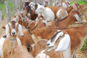 Ceará estrutura cadeia de ovinos e caprinos para acessar o mercado halal