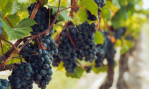 Vinhedos no Rio Grande do Sul com uvas prontas para colheita, destacando a safra promissora