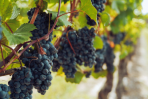 Boa safra de uvas favorece agricultores, vinícolas e consumidores
