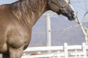 Fazenda Haras Claro