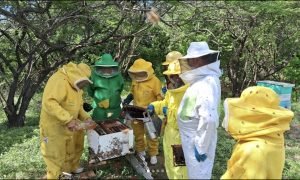 Curso de Produção de Abelhas Rainhas em Jaguaribe