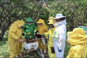 Curso de Produção de Abelhas Rainhas em Jaguaribe