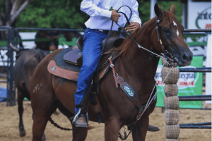 Ranch Sorting Ceará - Wenderson Feitosa em treinamento com Gabriela Pimenta