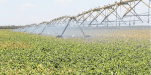 Agronegócio cearense impulsiona a economia com salto de 25,16% no PIB em 2024