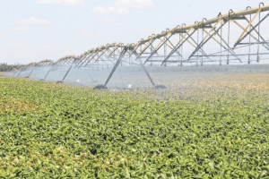 PIB do Agro Cearense registra alta histórica de 25,16% no ano de 2024