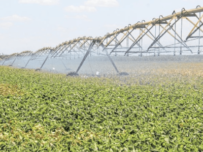 Agronegócio cearense impulsiona a economia com salto de 25,16% no PIB em 2024