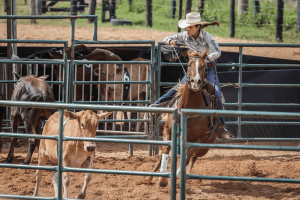 1ª Etapa do Circuito Cearense de Ranch Sorting – Haras Land