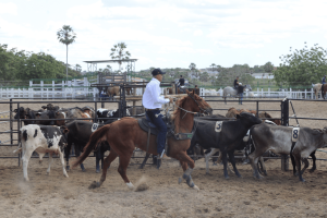 1ª Etapa do Circuito Cearense de Ranch Sorting – Haras Land
