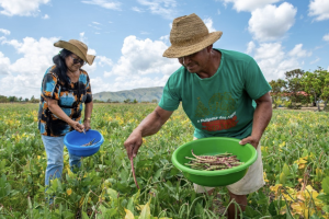 Bônus Pronaf: feijão-caupi, mandioca e arroz no Ceará têm desconto em maio