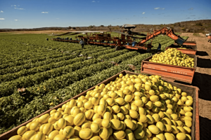 Fruticultura cearense e EUDR — sustentabilidade e rastreabilidade definem quem exporta frutas para a Europa em 2026
