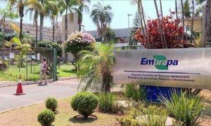 Embrapa Algodão mostra resultados de inovação agrícola durante a ExpoCariri 2025