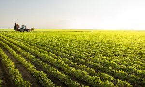 Colheita de grãos simboliza o crescimento do valor bruto da produção em 2025