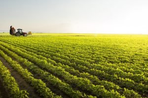 Colheita de grãos no Brasil representando o valor bruto da produção agropecuária