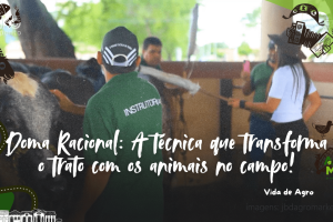 Instrutores praticando doma racional em novilhas para ordenha.