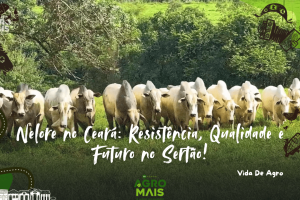 Gado Nelore no semiárido cearense, com pastagens nativas ao fundo