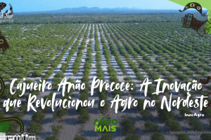 Vista aérea de um pomar de cajueiro anão precoce no Ceará