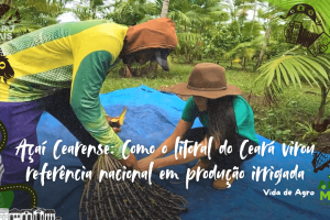 Produção de açaí irrigado com manejo sustentável em Paracuru, litoral do Ceará