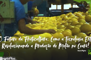 Melões colhidos no Ceará, prontos para exportação, mostrando a qualidade da produção agrícola local.