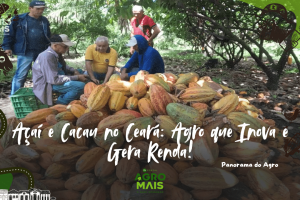Plantação irrigada de açaí e cacau em solo cearense.