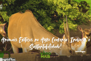criadouro sustentável de animais exóticos e silvestres no Ceará.