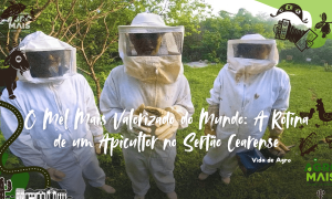  O manejo do mel do marmeleiro ocorre durante a florada e exige cuidado técnico e constante.