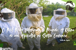Apicultor extrai mel do marmeleiro em Madalena, CE