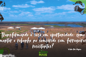 Plantação de forragem adaptada ao semiárido