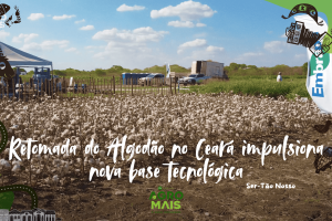 Embrapa e parceiros desenvolvem pesquisas para fortalecer a retomada do algodão no Cariri cearense.