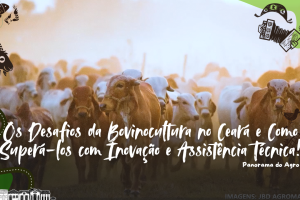 Pecuarista alimentando gado leiteiro em uma fazenda no Ceará.