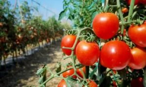 Produção de tomate na Serra da Ibiapaba mantém o Ceará como 2º maior produtor do Nordeste