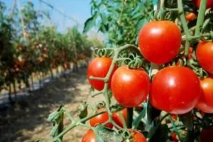 Colheita de tomate na Serra da Ibiapaba, referência ao Ceará 2º maior produtor de tomate