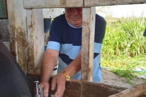 Ceará Alcança Recorde na Vacinação Contra a Febre Aftosa