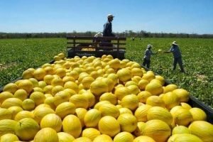 Exportações do Ceará crescem 56% e ampliam presença no mercado internacional