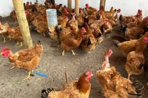 Avicultura caipira como negócio rentável é debatida na PEC Brasil 2026