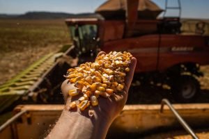 IBGE projeta Ceará entre os destaques do crescimento da safra de grãos no Nordeste em 2026, impulsionado por tecnologia e clima favorável